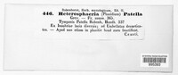 Heterosphaeria patella image